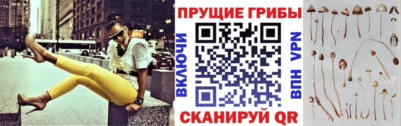 что такое   Шахты  KRAKEN вход  Псилоцибиновые грибы MAGIC MUSHROOMS 